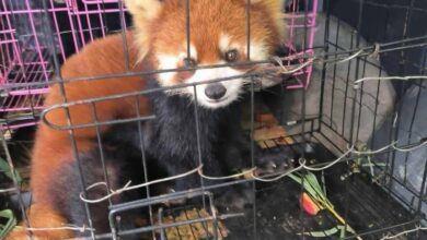 A group of nine endangered red pandas were found at a checkpoint near the Kachin-China border on September 25, 2025. (Photo: Supplied)