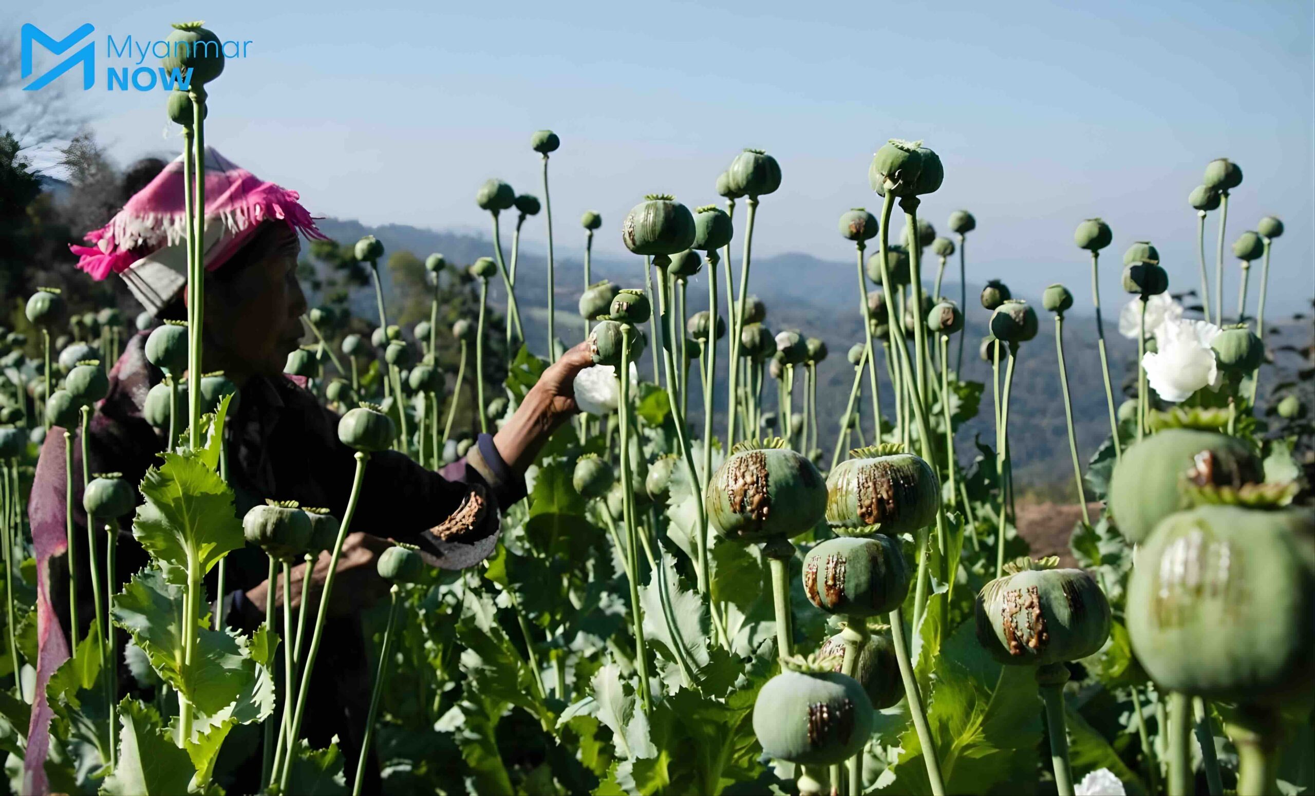 An opium field in Namkham Township, northern Shan State in March 2024 (Photo - Myat Pan)