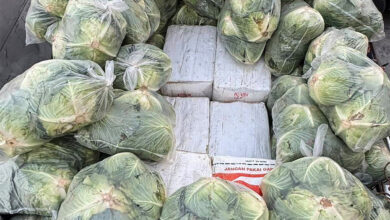 Thai police discovered boxes containing ketamine and crystal methamphetamine buried under cabbages in the bed of a pickup truck in Ayutthaya province, Thailand in early April, 2026. (Photo: AFP)