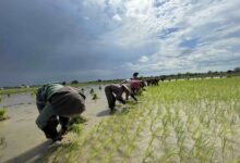 Farmers transplant rice seedlings in a field in Mandalay Region in August 2022 (Photo: Aung Naing / Myanmar Now)
