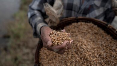A farmer holds rice seeds as he prepares to plant them in Kahmu Township on the outskirts of Yangon (Photo: Sai Aung Main / AFP)