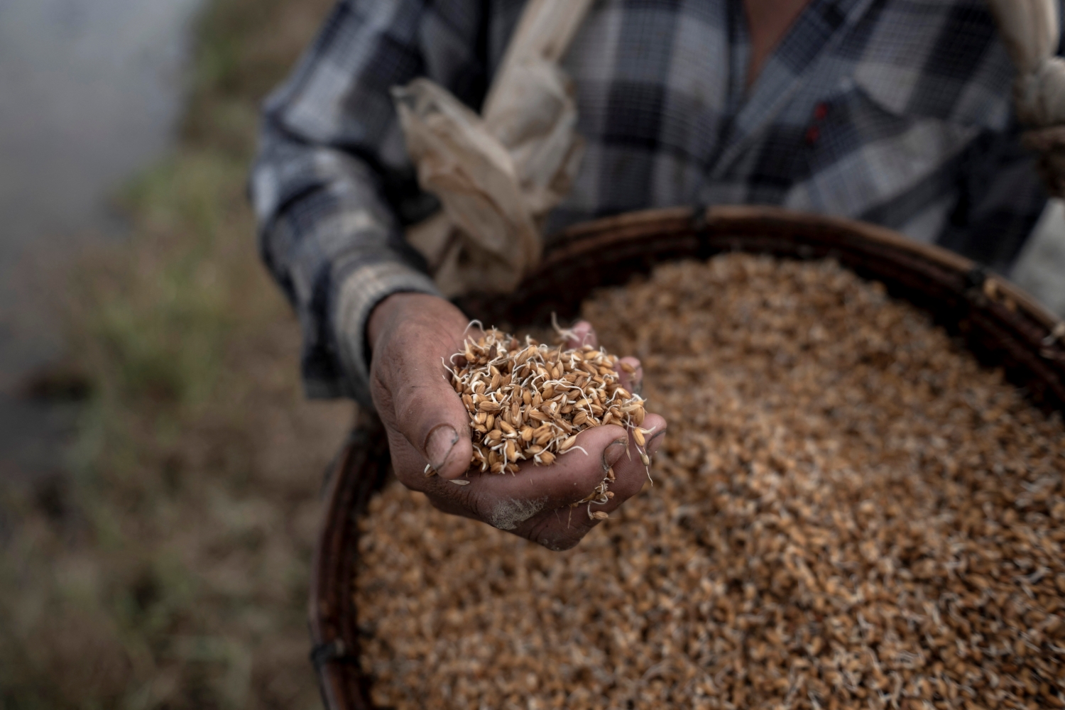 A farmer holds rice seeds as he prepares to plant them in Kahmu Township on the outskirts of Yangon (Photo: Sai Aung Main / AFP)