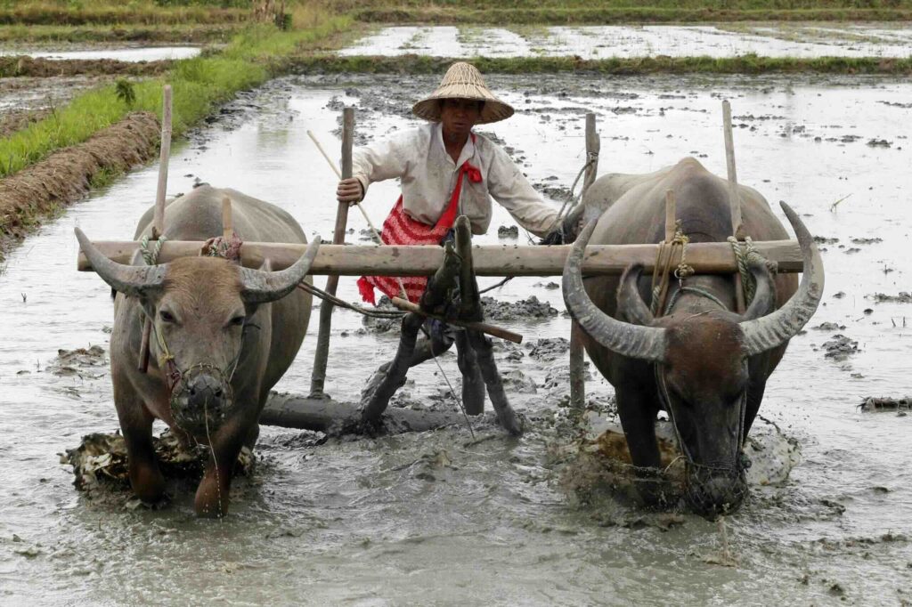 Poland blocks sale of 250 tonnes of contaminated Myanmar rice