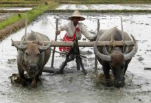 A Myanmar farmer ploughing a rice paddy field (Photo: EPA)