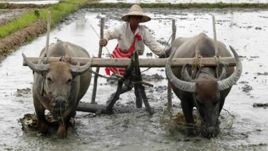 A Myanmar farmer ploughing a rice paddy field (Photo: EPA)