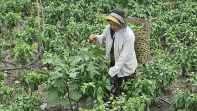 ခေတ်ကောင်းချိန်တွင် စားသောက်ဆိုင်များ ဝယ်ယူတတ်ကြသည့် ငရုတ်ပွ ခူးဆွတ်နေသော ချင်းပြည်နယ် ကျေးလက်ဒေသခံတစ်ဦး။ (ဓာတ်ပုံ - ကေတီခွါခွန်ပို)