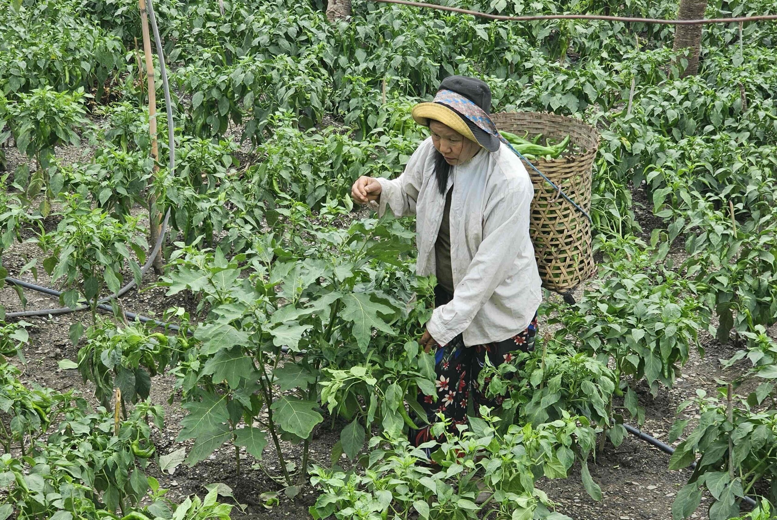 ခေတ်ကောင်းချိန်တွင် စားသောက်ဆိုင်များ ဝယ်ယူတတ်ကြသည့် ငရုတ်ပွ ခူးဆွတ်နေသော ချင်းပြည်နယ် ကျေးလက်ဒေသခံတစ်ဦး။ (ဓာတ်ပုံ - ကေတီခွါခွန်ပို)