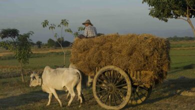 စပါး ရိတ်သိမ်းအပြီး ကောက်လှိုင်းများသယ်ယူနေသည့် လယ်သမား တစ်ဦးကို တွေ့ရပုံ။ (ဓာတ်ပုံ - AFP)