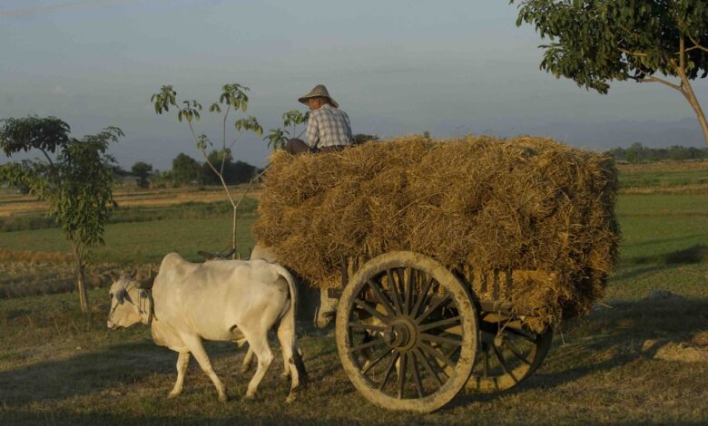 စပါး ရိတ်သိမ်းအပြီး ကောက်လှိုင်းများသယ်ယူနေသည့် လယ်သမား တစ်ဦးကို တွေ့ရပုံ။ (ဓာတ်ပုံ - AFP)