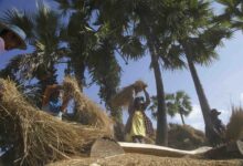 စစ်ကိုင်းတိုင်း လယ်ယာလုပ်ငန်းခွင်တစ်ခု။ (ဓာတ်ပုံ - မိုးဦး/Myanmar Now)