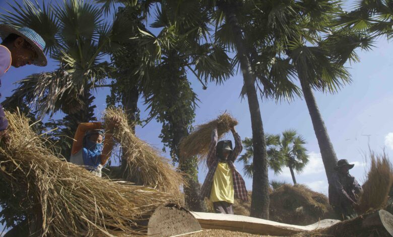 စစ်ကိုင်းတိုင်း လယ်ယာလုပ်ငန်းခွင်တစ်ခု။ (ဓာတ်ပုံ - မိုးဦး/Myanmar Now)