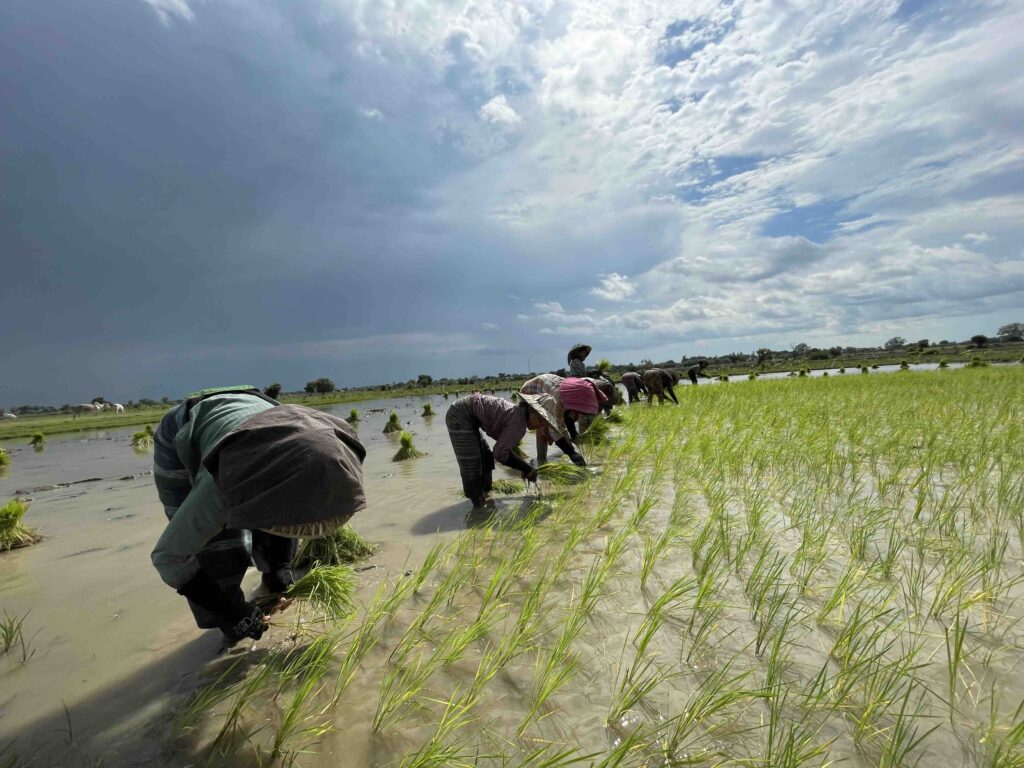 အီရန်စစ်ပွဲဂယက် မြန်မာလယ်သမားများဆီရိုက်ခတ်