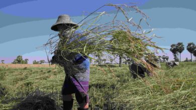 စစ်ကိုင်းတိုင်း ခင်ဦးမြို့နယ်အတွင်း စပါးရိတ်သိမ်းနေသူအချို့ကို ယခုနှစ်ဆန်းပိုင်းက တွေ့ရစဉ်။ (ဓာတ်ပုံ- Myanmar Now)