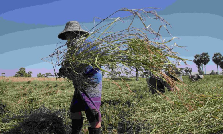 စစ်ကိုင်းတိုင်း ခင်ဦးမြို့နယ်အတွင်း စပါးရိတ်သိမ်းနေသူအချို့ကို ယခုနှစ်ဆန်းပိုင်းက တွေ့ရစဉ်။ (ဓာတ်ပုံ- Myanmar Now)