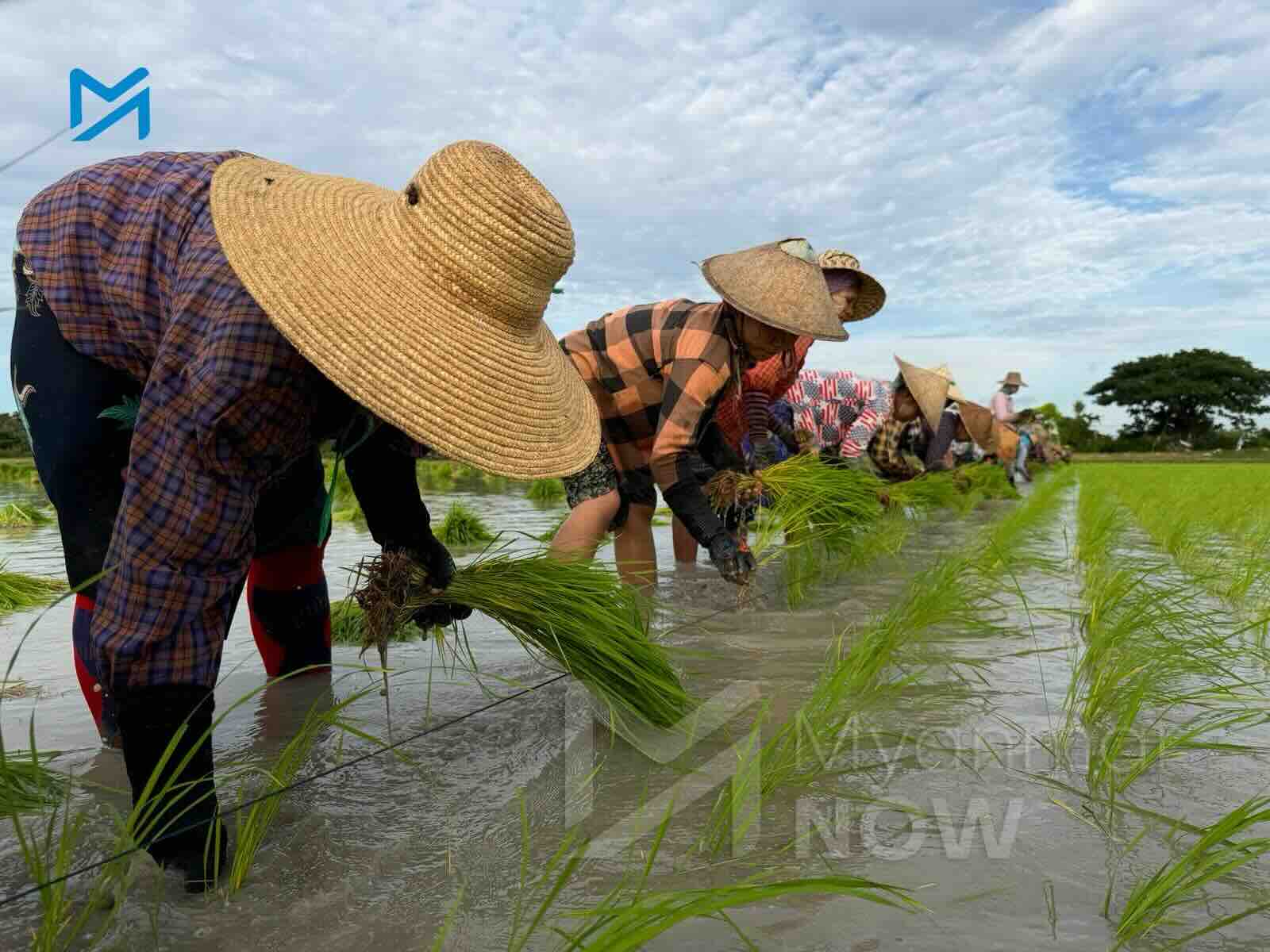 ဓာတ်ပုံ - မင်းခန့်ကျော်