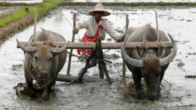 လယ်ယာလုပ်ငန်းခွင်ဝင်နေသည့် လယ်သမားတစ်ဦးကိုတွေ့ရစဉ်။ (ဓာတ်ပုံ- EPA)