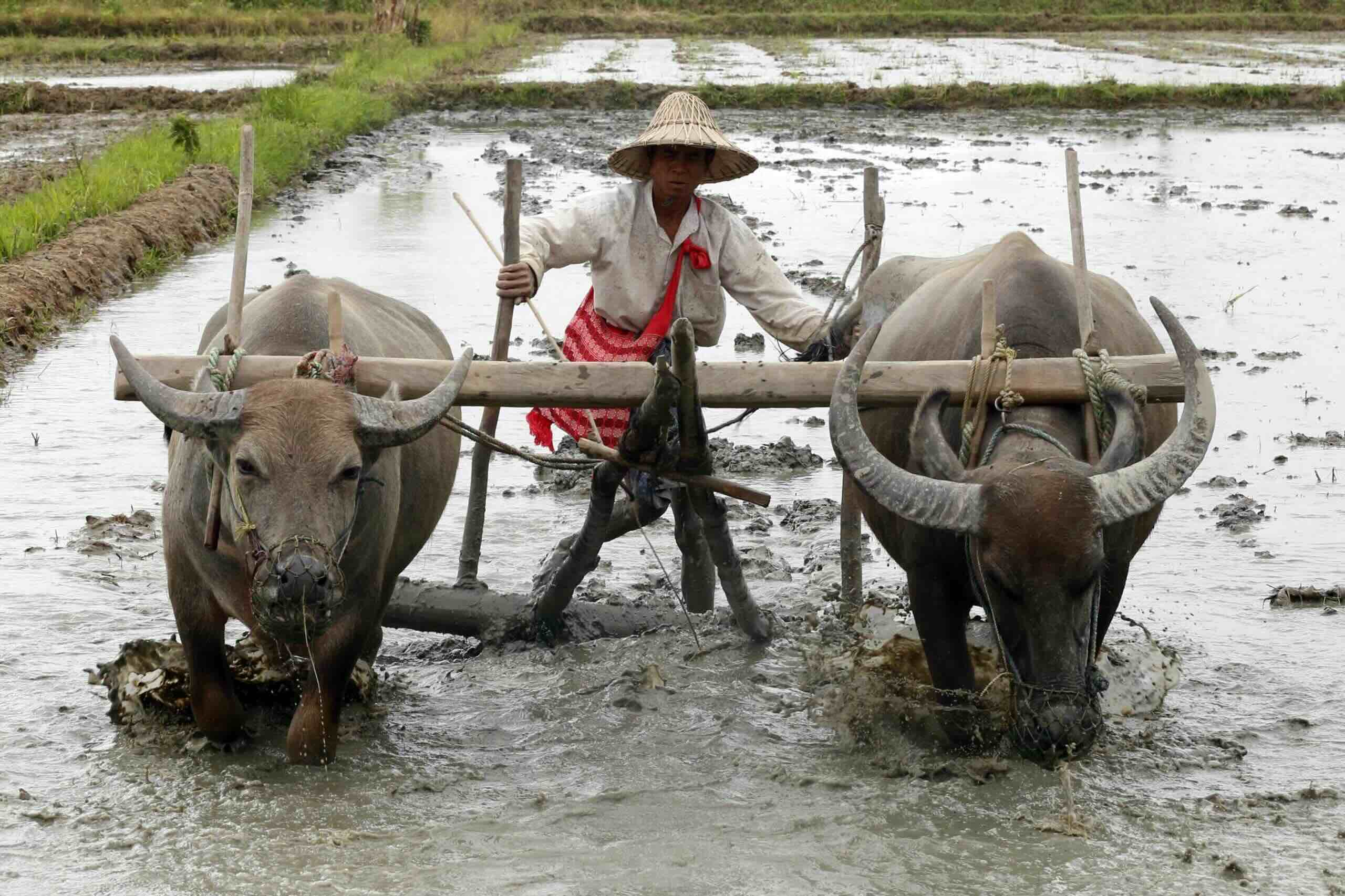 လယ်ယာလုပ်ငန်းခွင်ဝင်နေသည့် လယ်သမားတစ်ဦးကိုတွေ့ရစဉ်။ (ဓာတ်ပုံ- EPA)